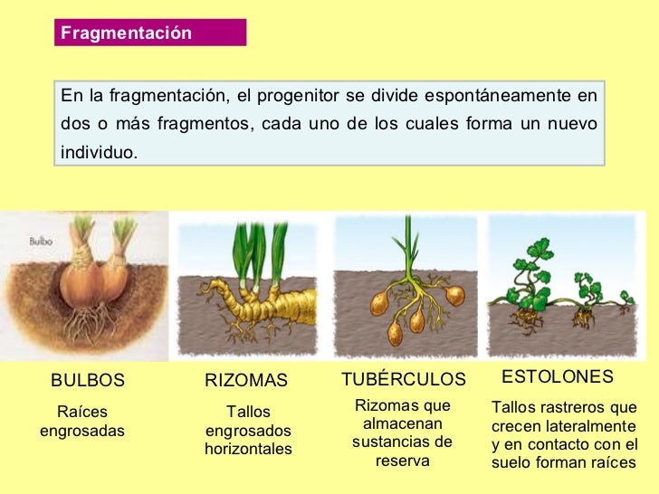 Rizomas reproduccion asexual gemacion Rizomas reproduccion asexual gemacion